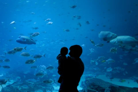 Taking Your Baby to the Aquarium: An Underwater Adventure